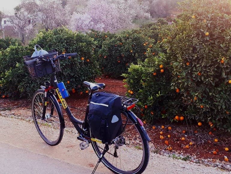 Orange trees