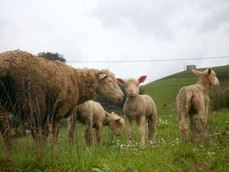 Group of sheeps