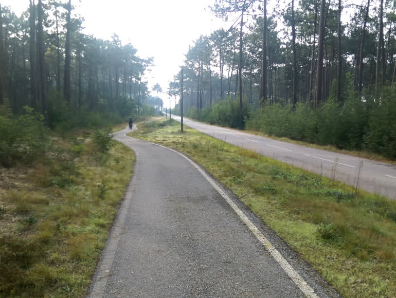 sykkelsti i skogen